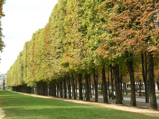  arbres alignés, cours Albert 1er
